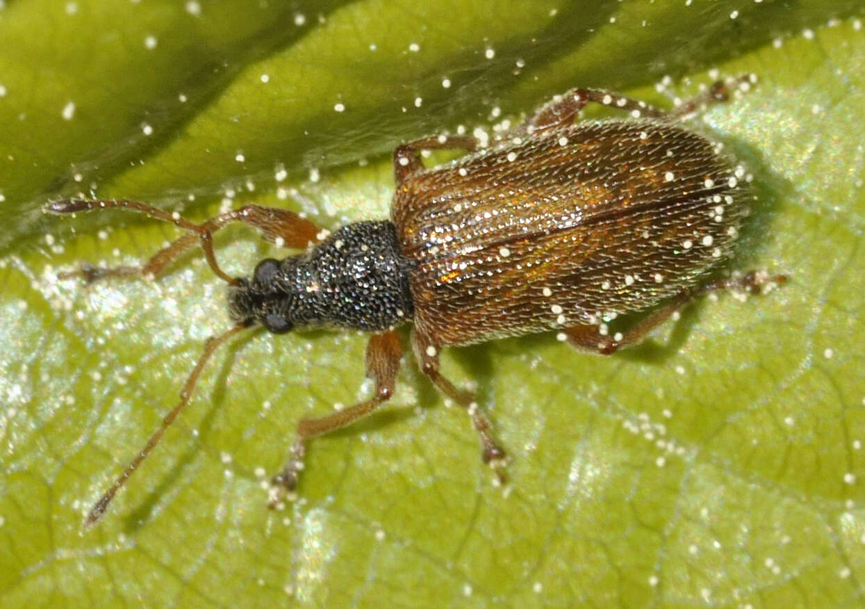 Image of Brown Leaf Weevil