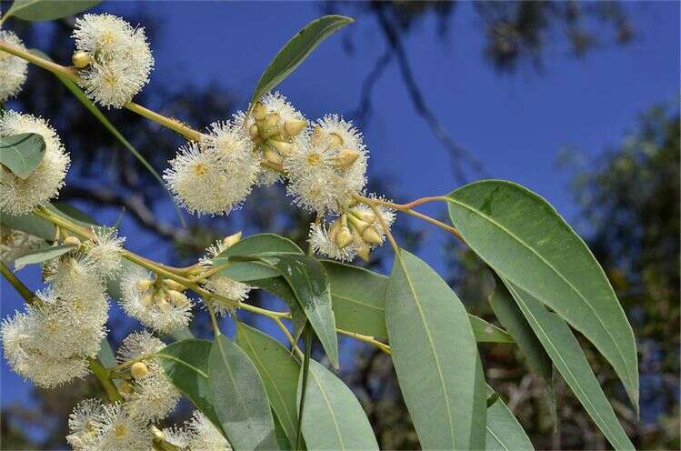 Image of Eucalyptus notabilis Maiden