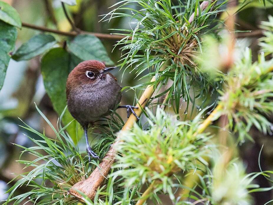 Image of Eye-ringed Thistletail