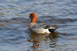 Image of Eurasian Wigeon