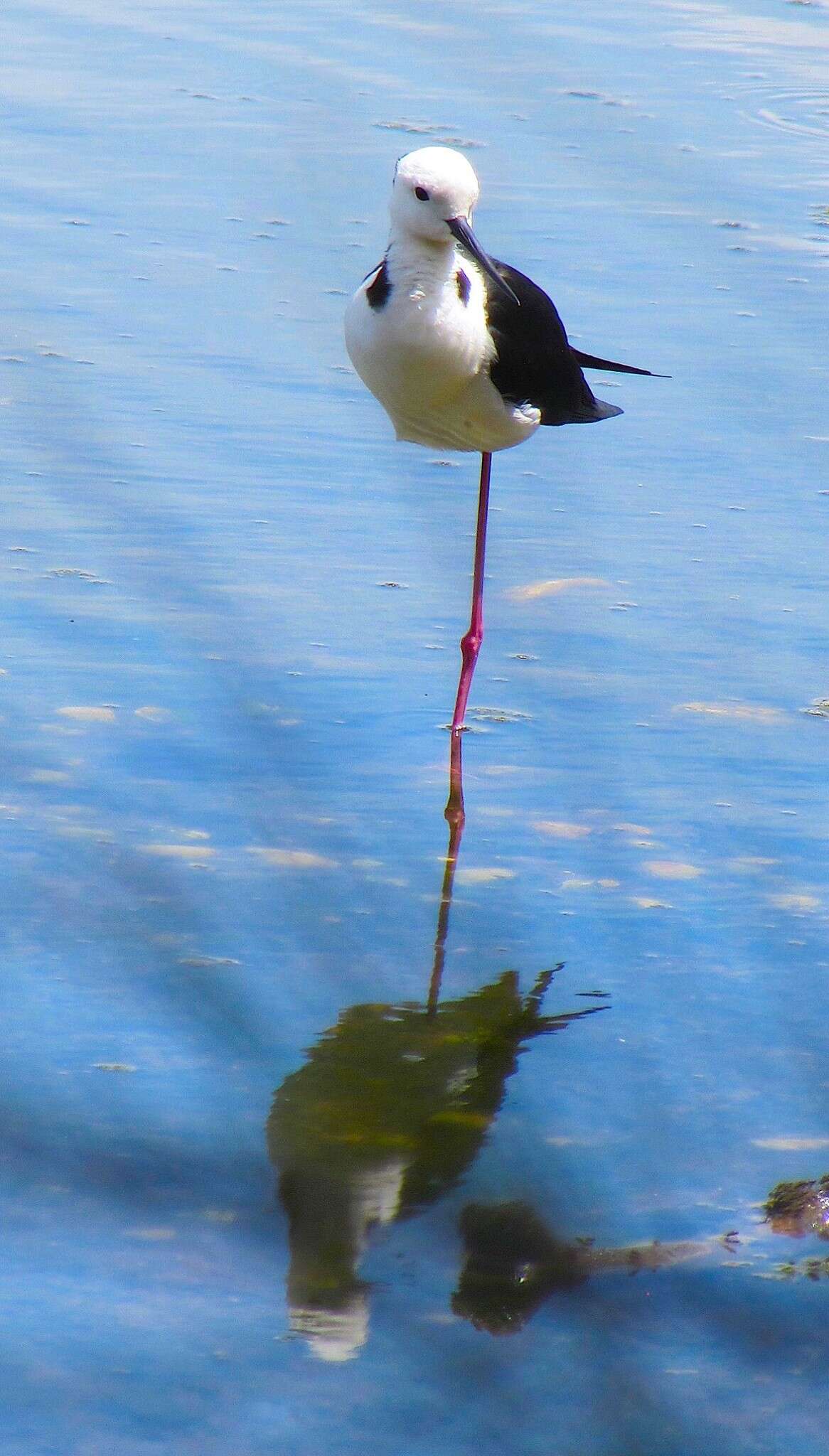 Image of Pied Stilt