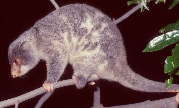 Image of Common Spotted Cuscus