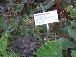 Image of starleaf begonia