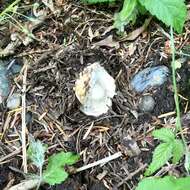 Image of gemmed Amanita