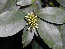 Image of Ixora finlaysoniana Wall. ex G. Don