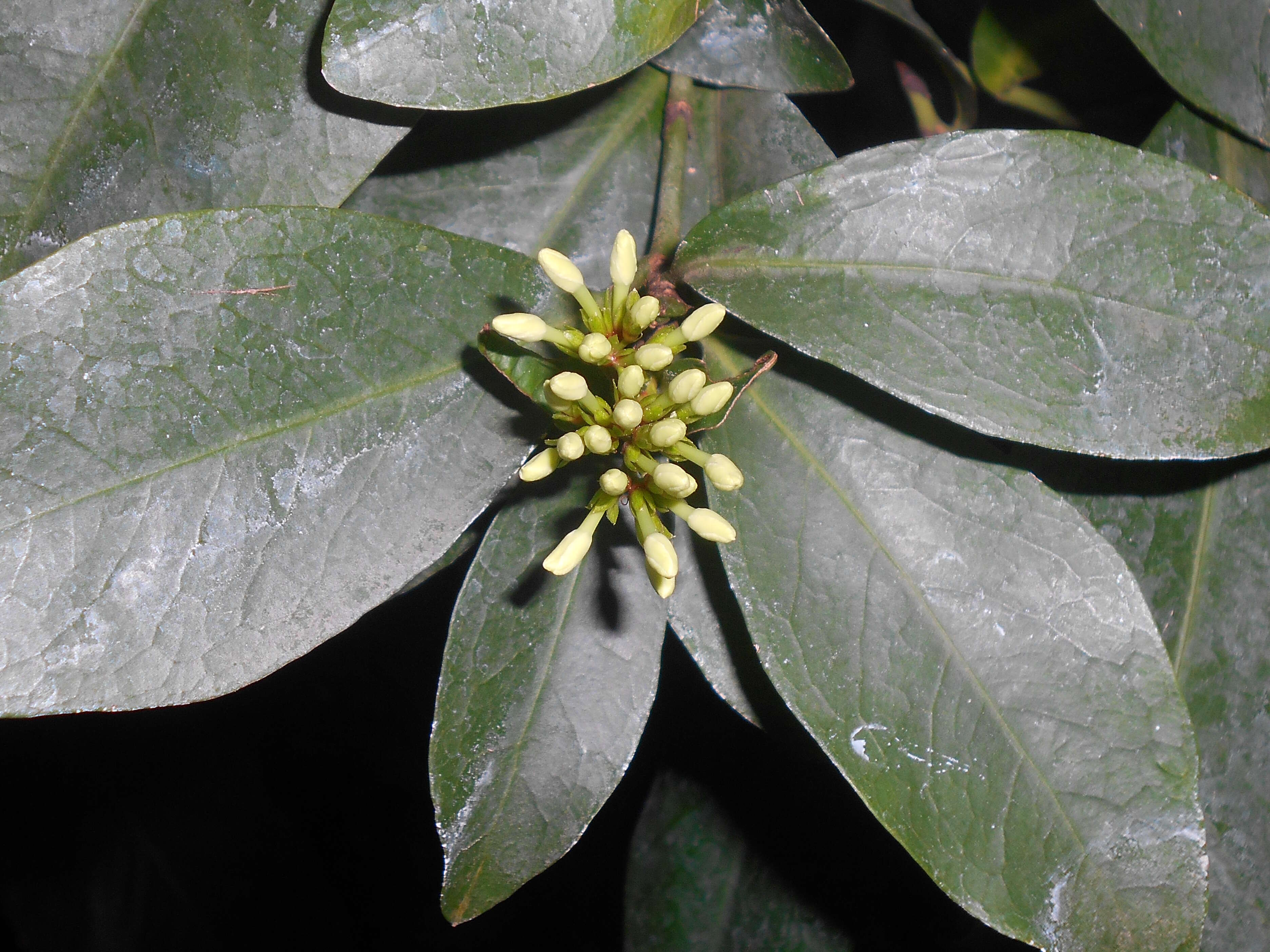 Image of Ixora finlaysoniana Wall. ex G. Don