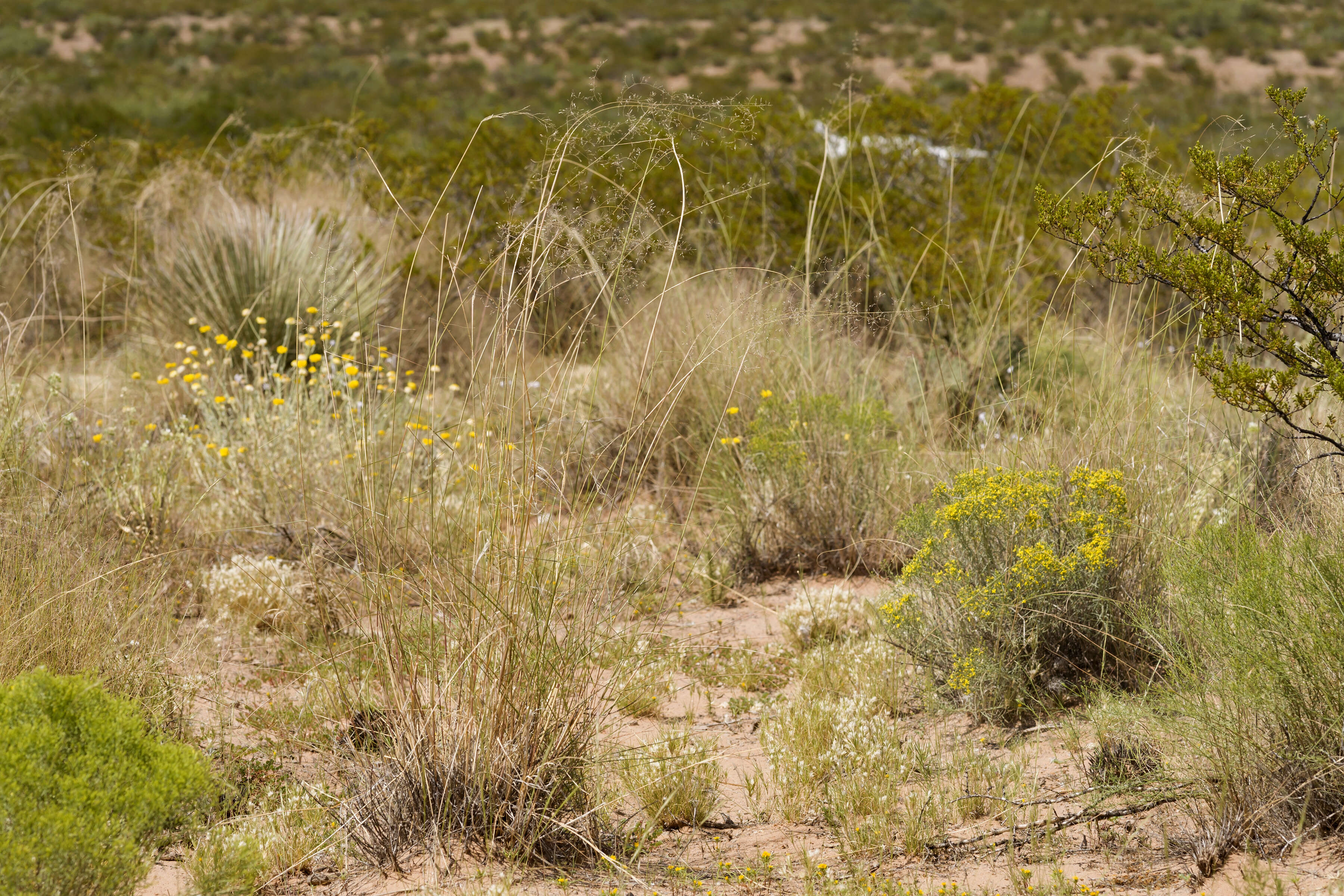 Image of mesa dropseed