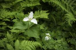 Image of Trillium camschatcense Ker Gawl.