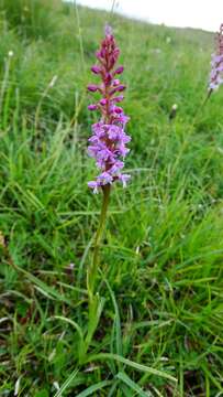 Image de Orchis odorant