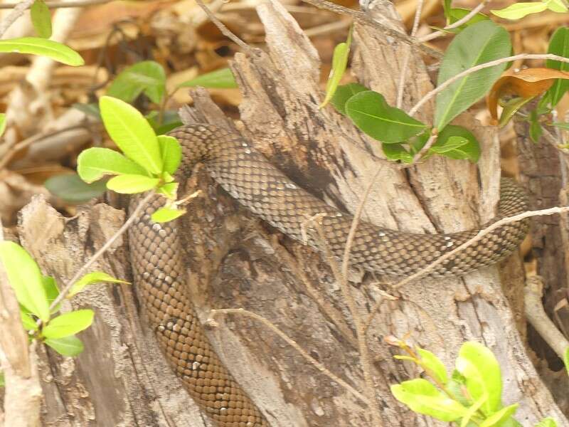 Image of Cubophis Hedges & Vidal 2009