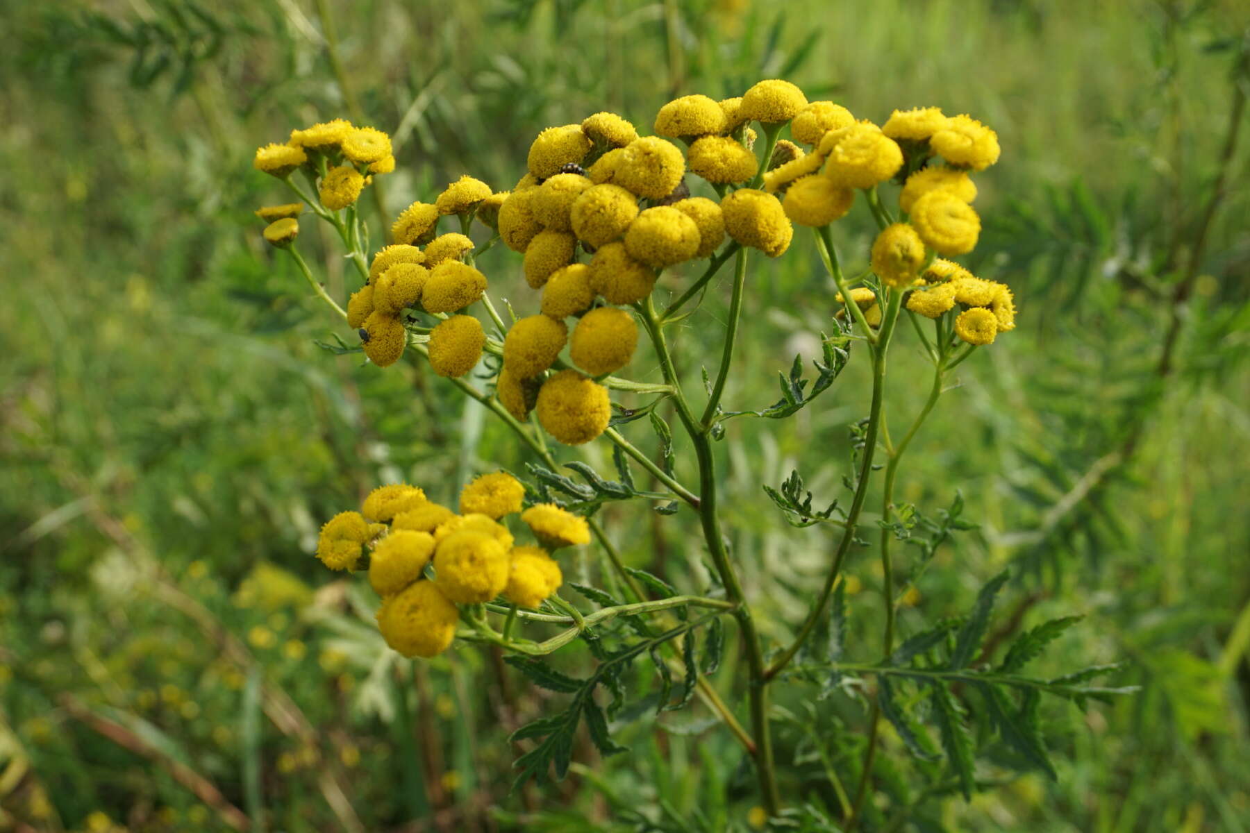 Plancia ëd Tanacetum vulgare L.