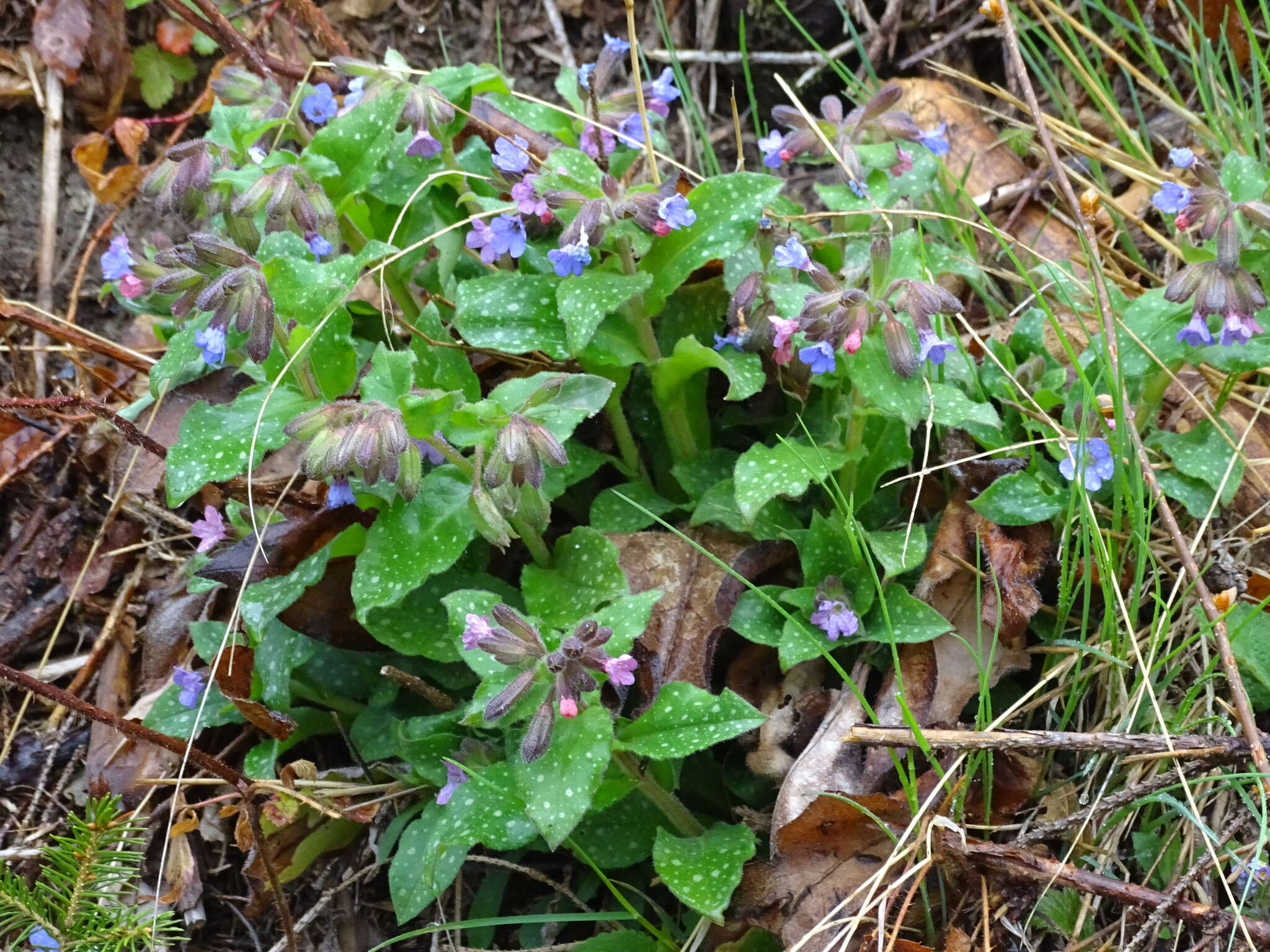 Image of Lungwort