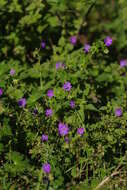 Image of hedgerow geranium