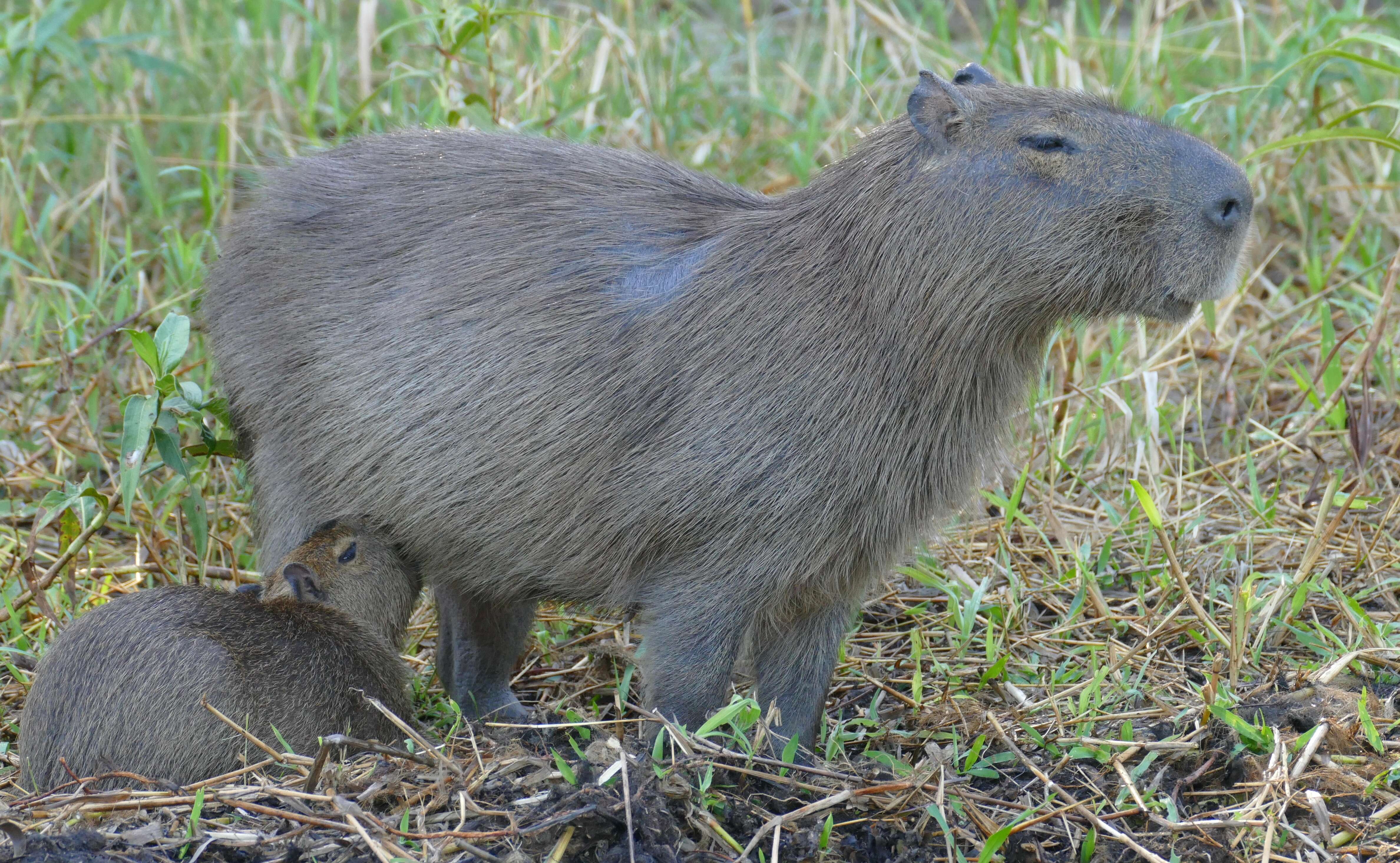 Image of Capybaras