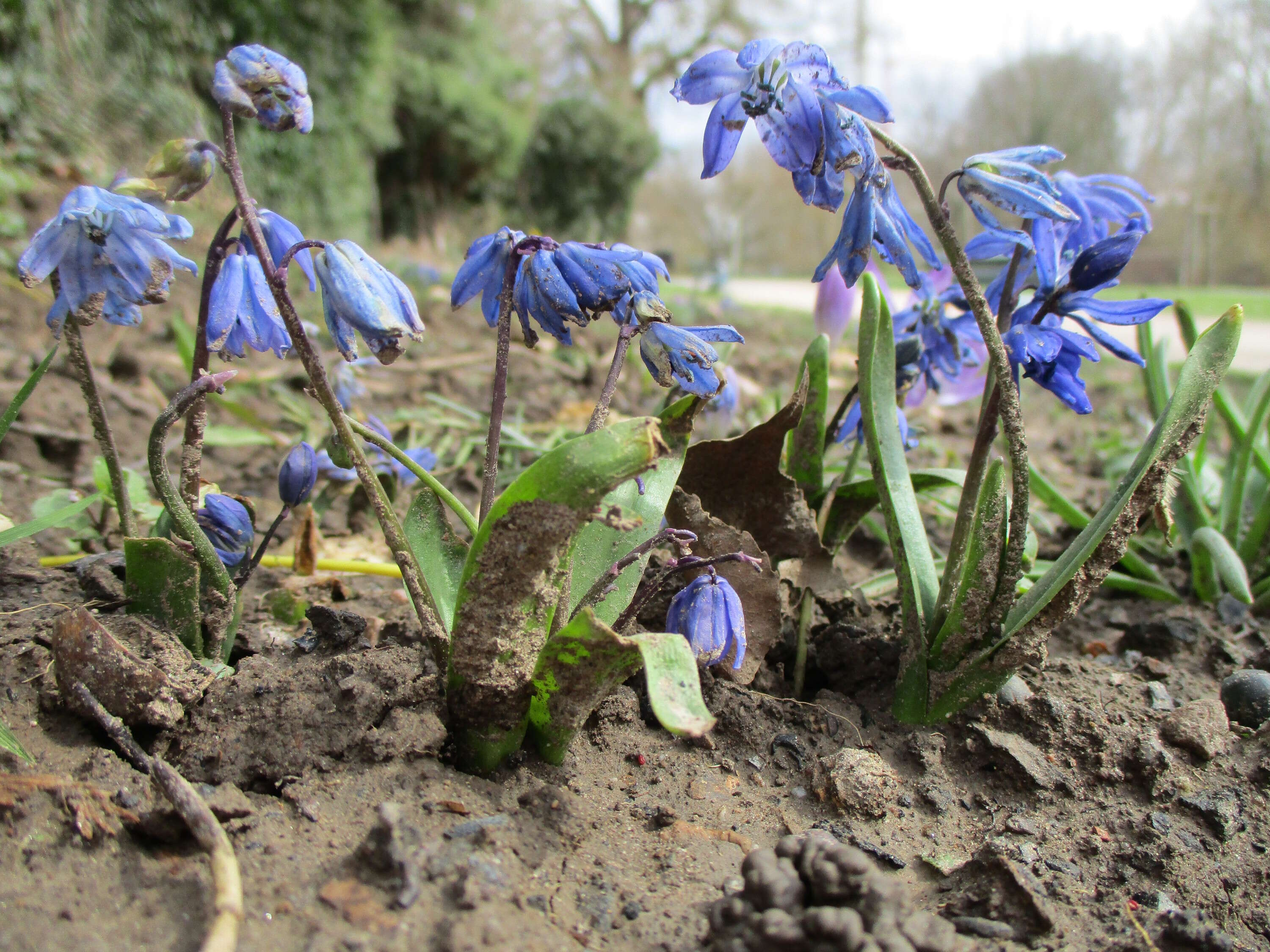 Image de Scilla luciliae (Boiss.) Speta