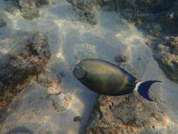 Image of Blue-banded Pualu