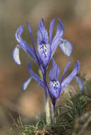 Image of Iris reticulata M. Bieb.