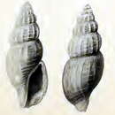 Image of Asperdaphne suluensis (Schepman 1913)