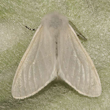 Image of White Satin Moth