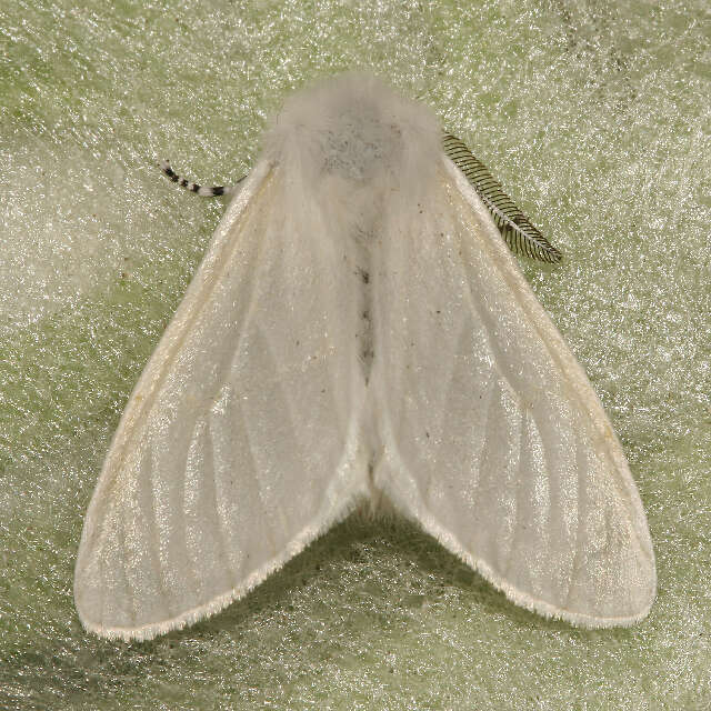 Image of White Satin Moth