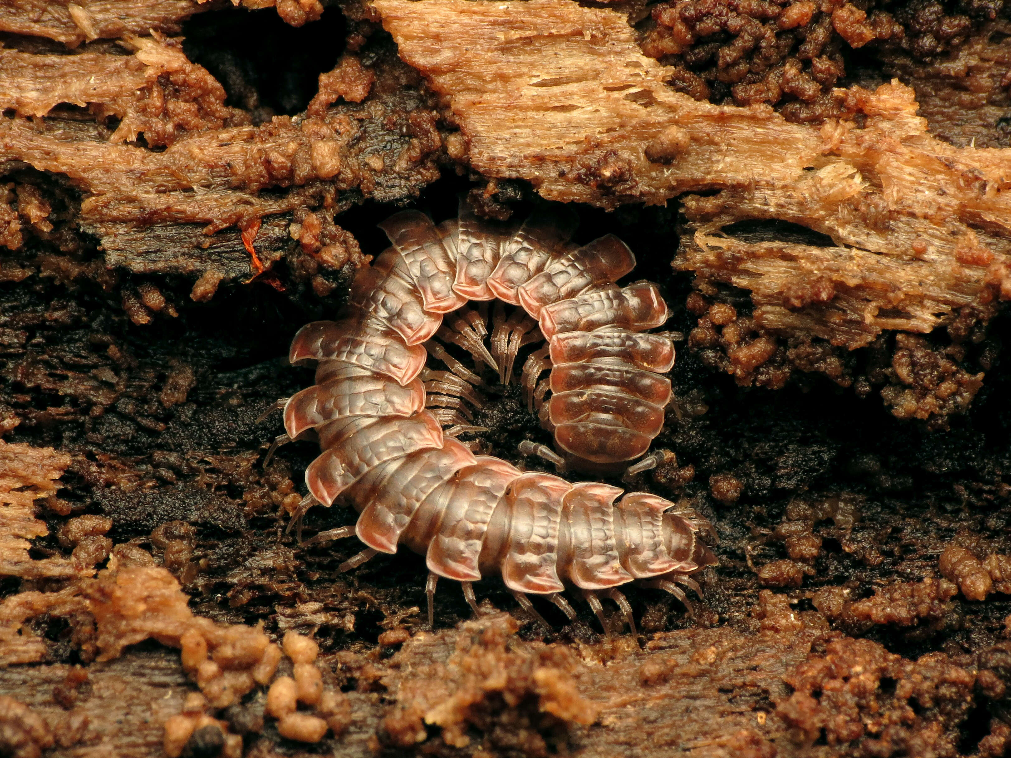 Image of Pseudopolydesmus