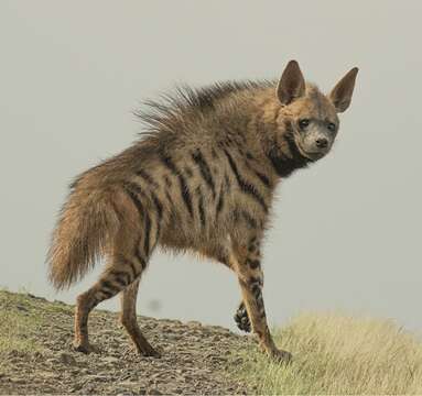 Image of Striped Hyena