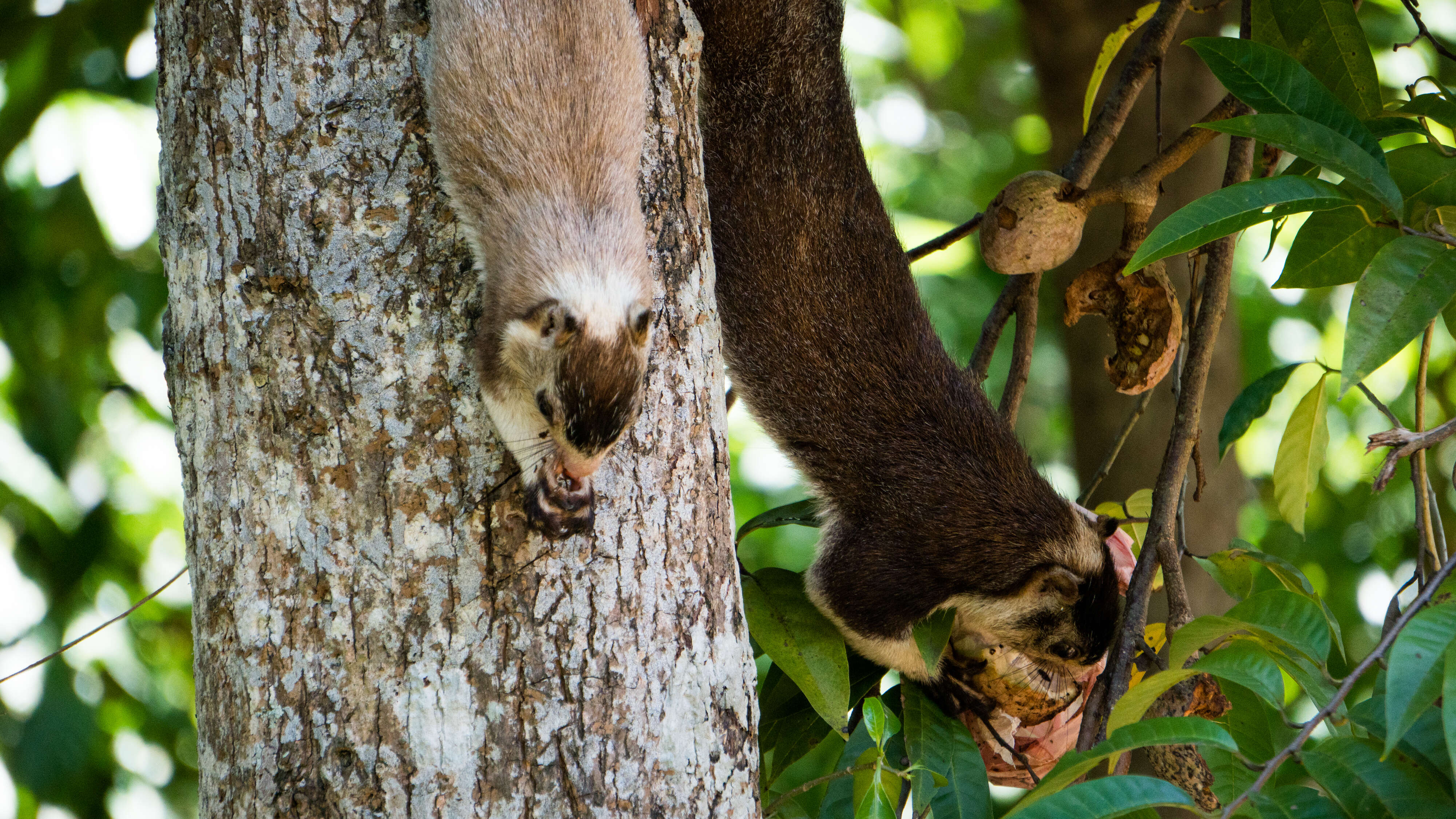 Image of Grizzled Giant Squirrel