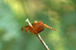 Image of Black Stream Glider