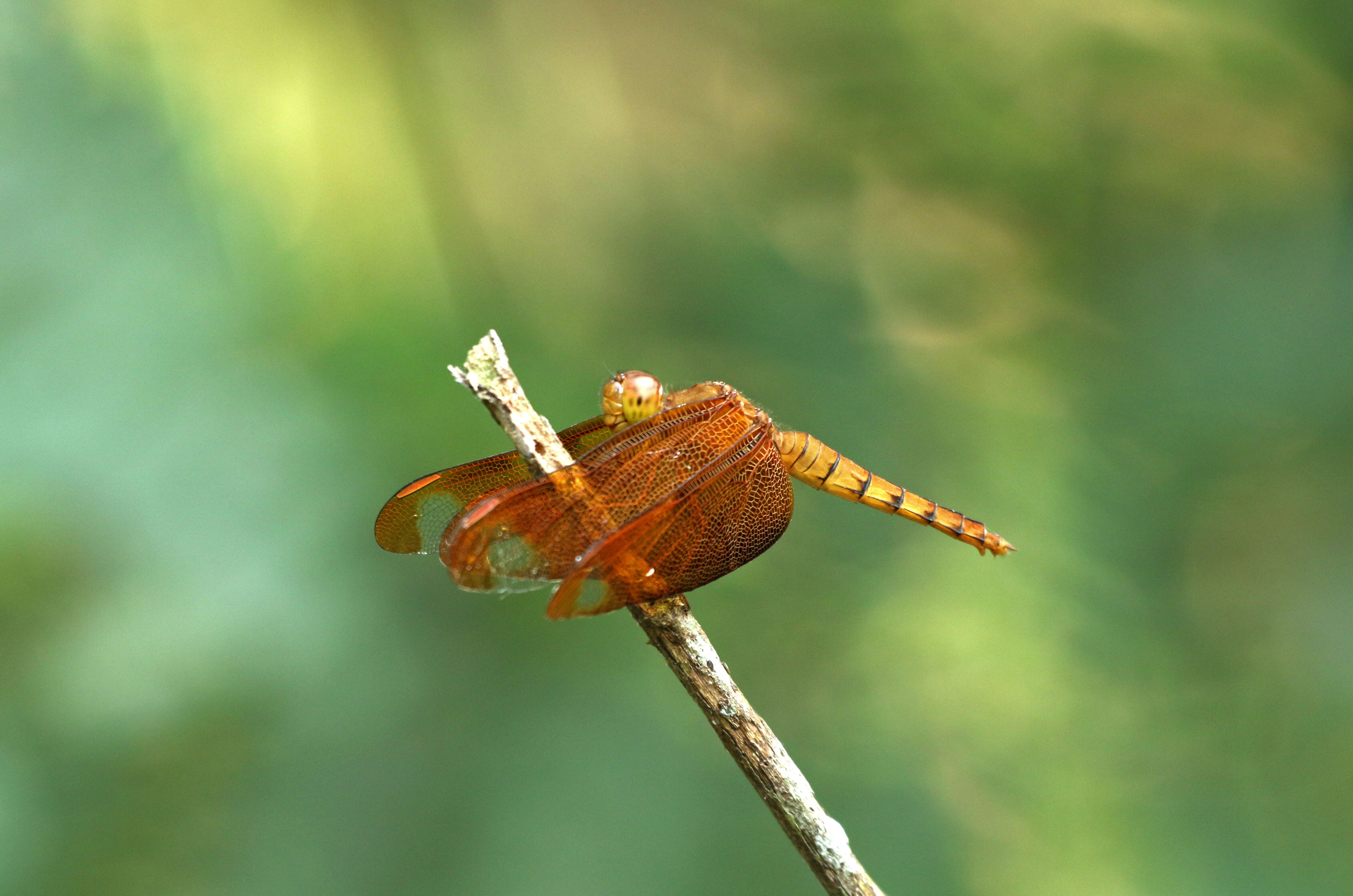 Image of Black Stream Glider