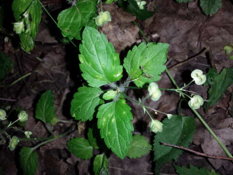 Image of Wood speedwell