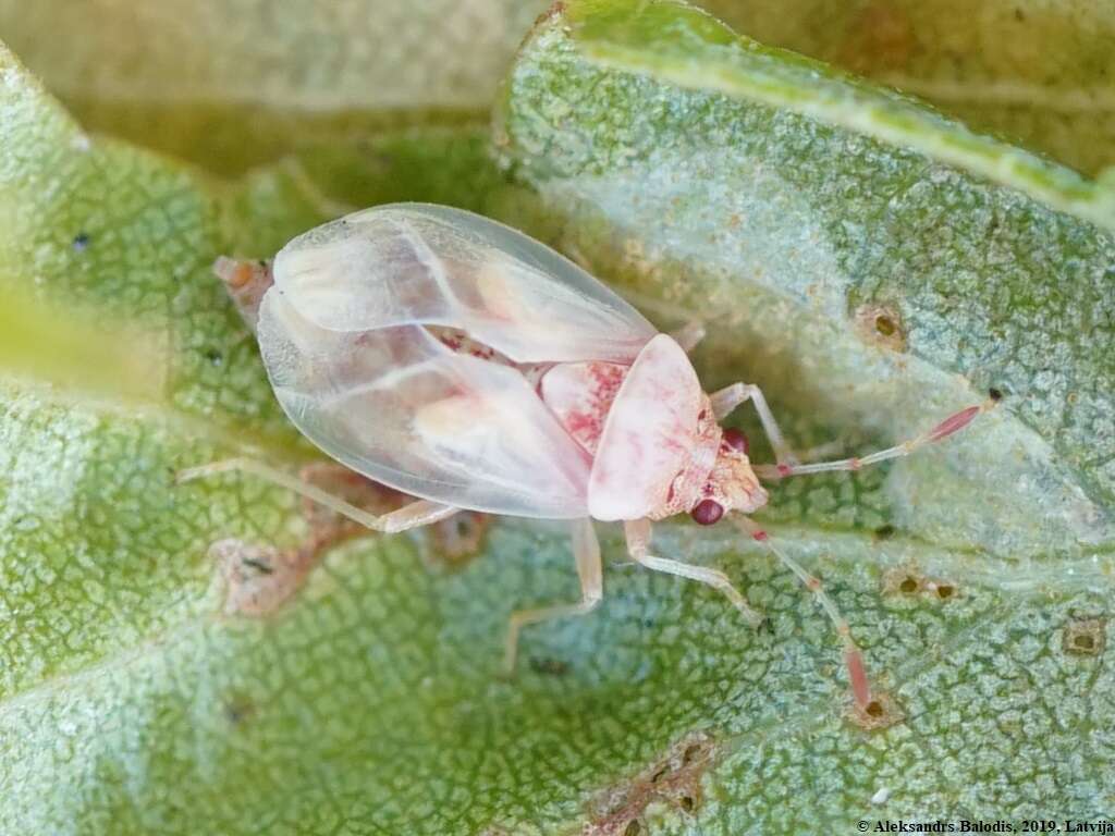 Image of Birch Catkin Bug