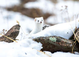 Image of Long-tailed Weasel