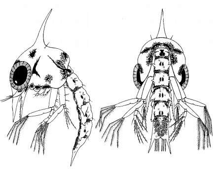 Image of Leptograpsus variegatus