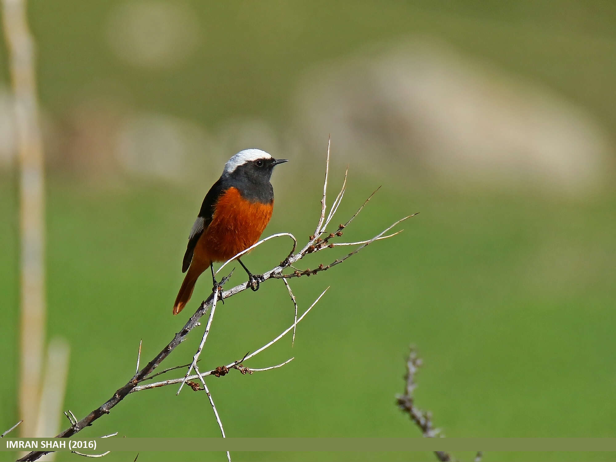 Image of Güldenstädt's Redstart