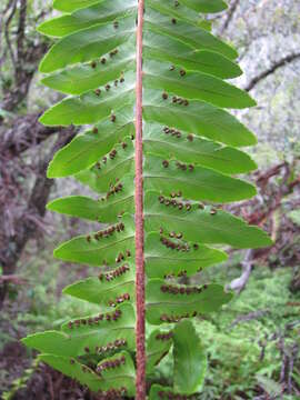 Image of sword ferns