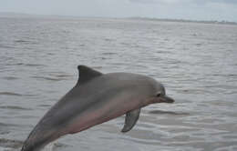 Image of Estuarine Dolphin