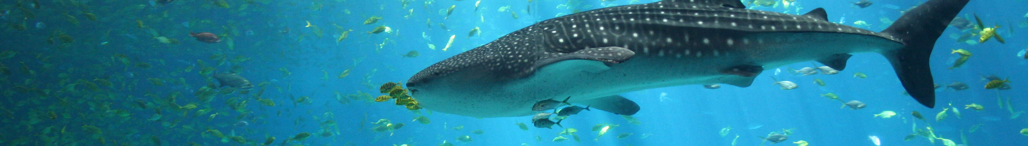 Image of whale sharks