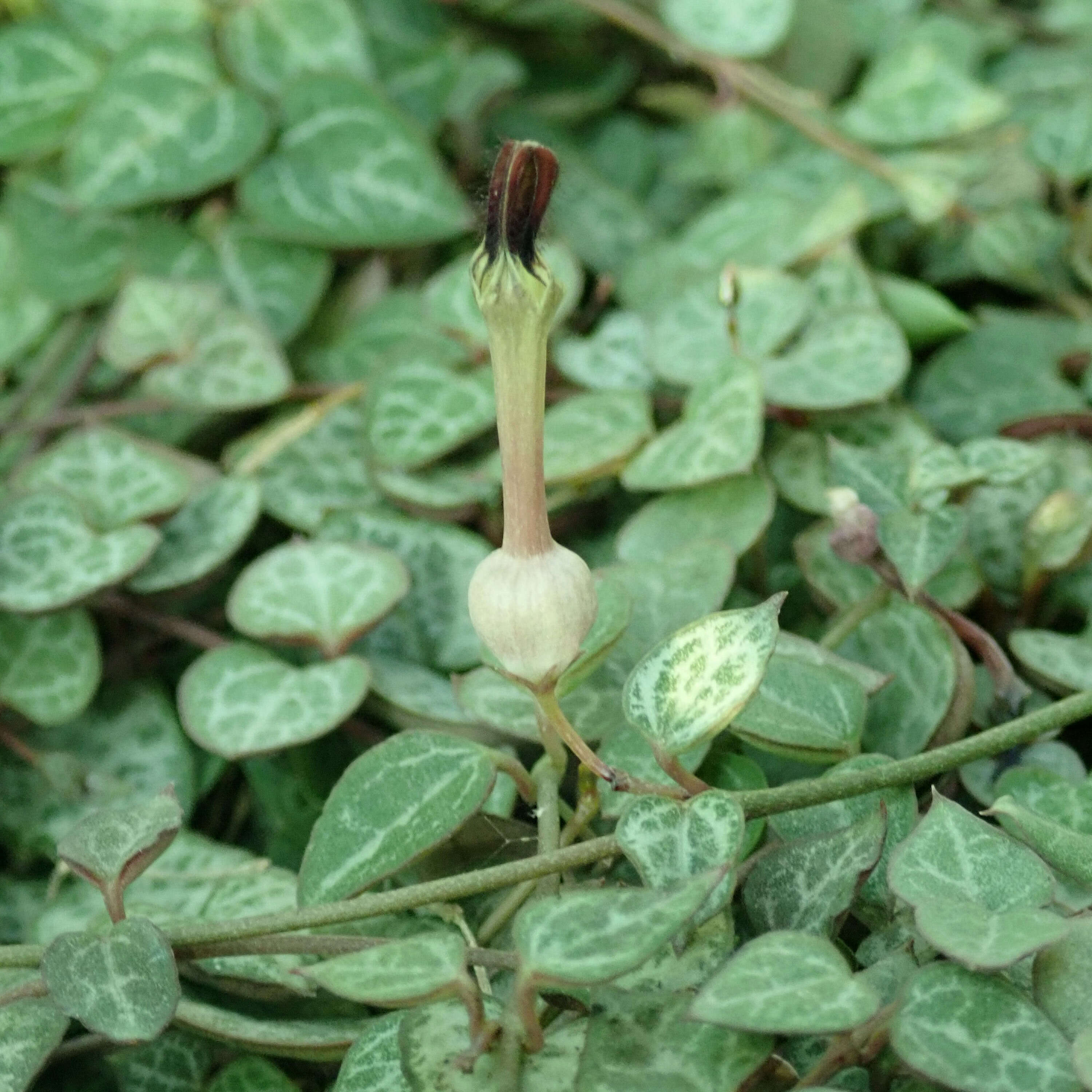 Image of Ceropegia collaricorona Werderm.