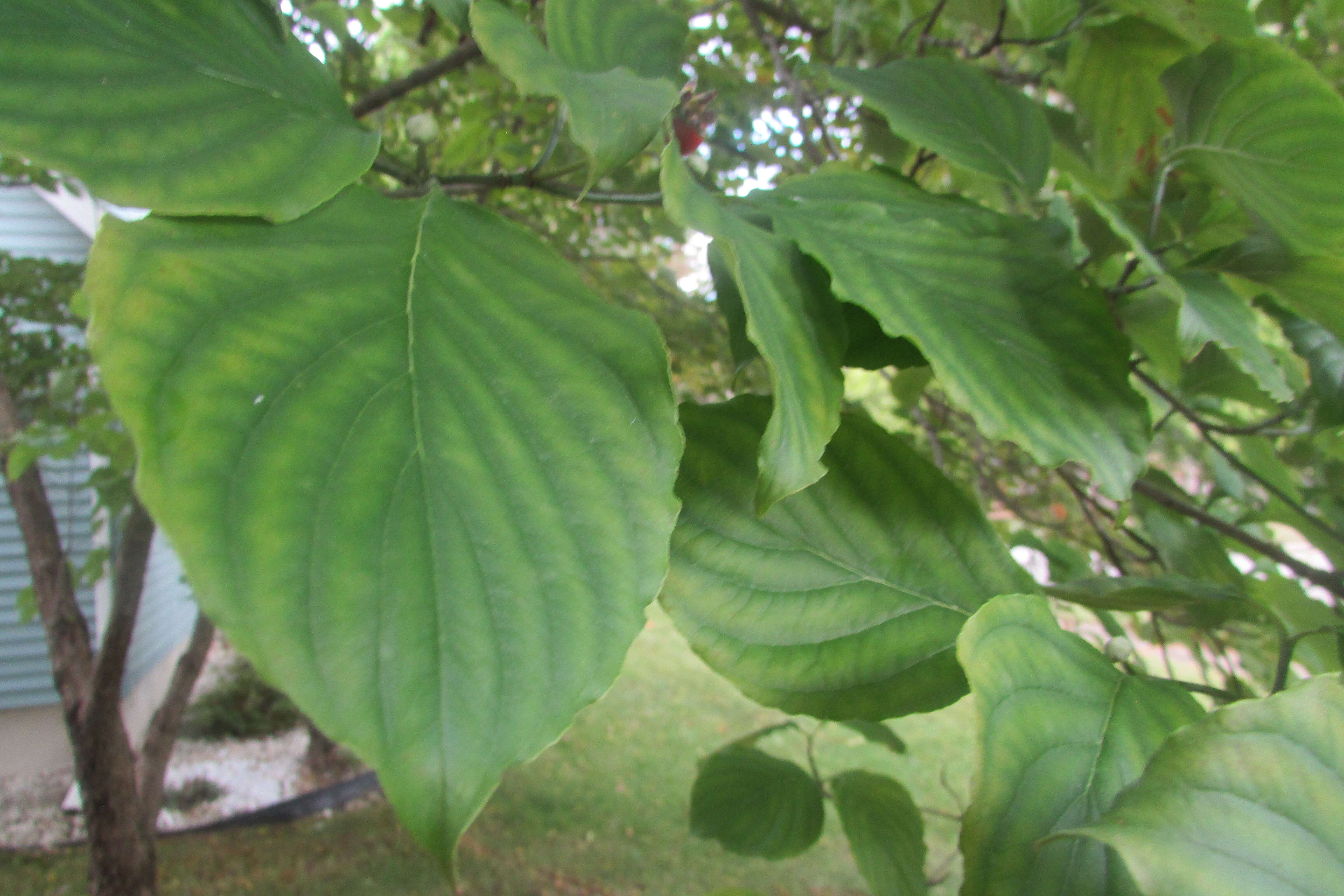 Image of flowering dogwood