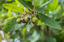 Image of strawberry tree