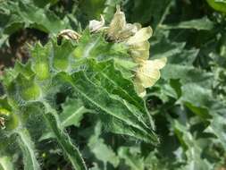 Image of black henbane