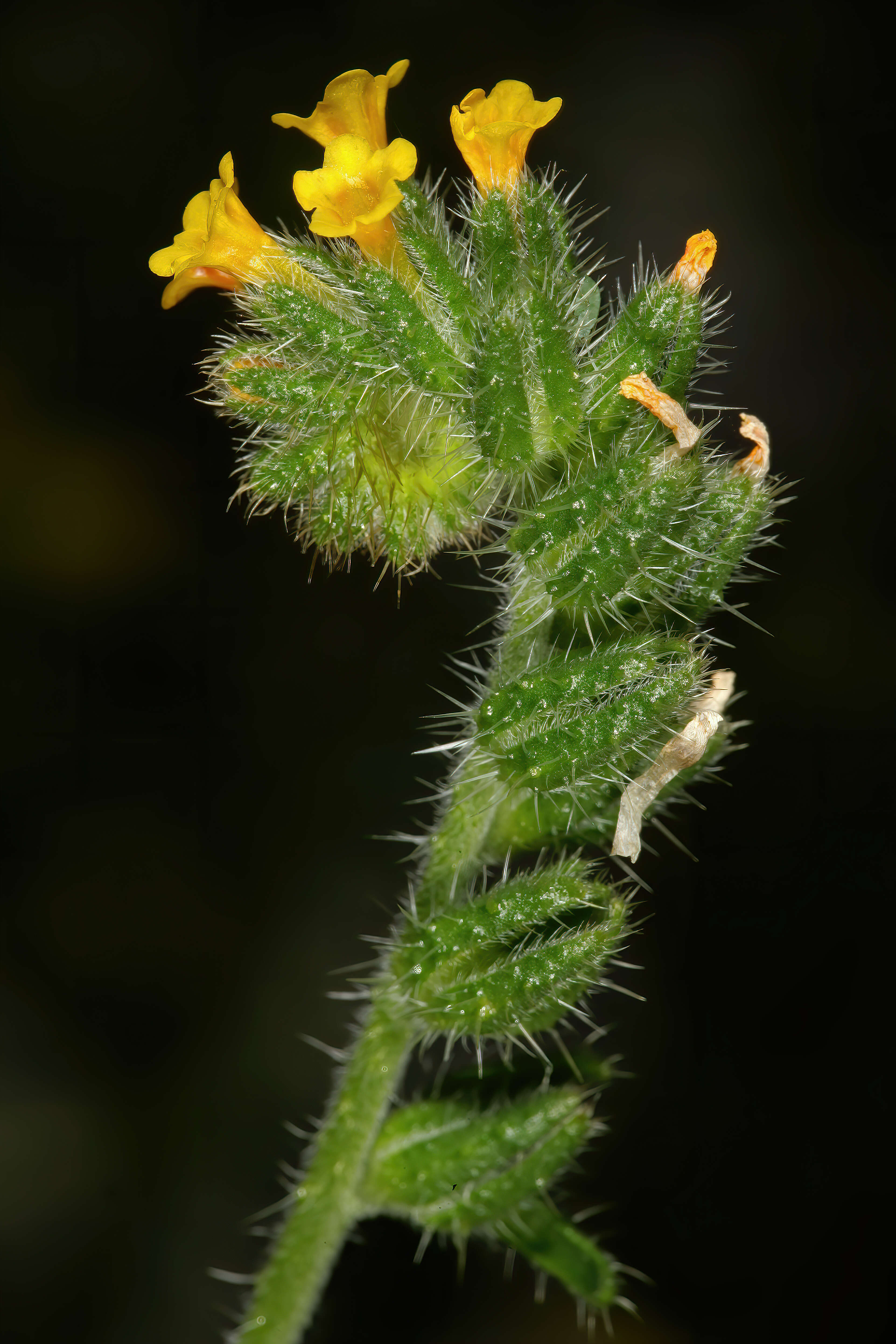 Image of Menzies' fiddleneck