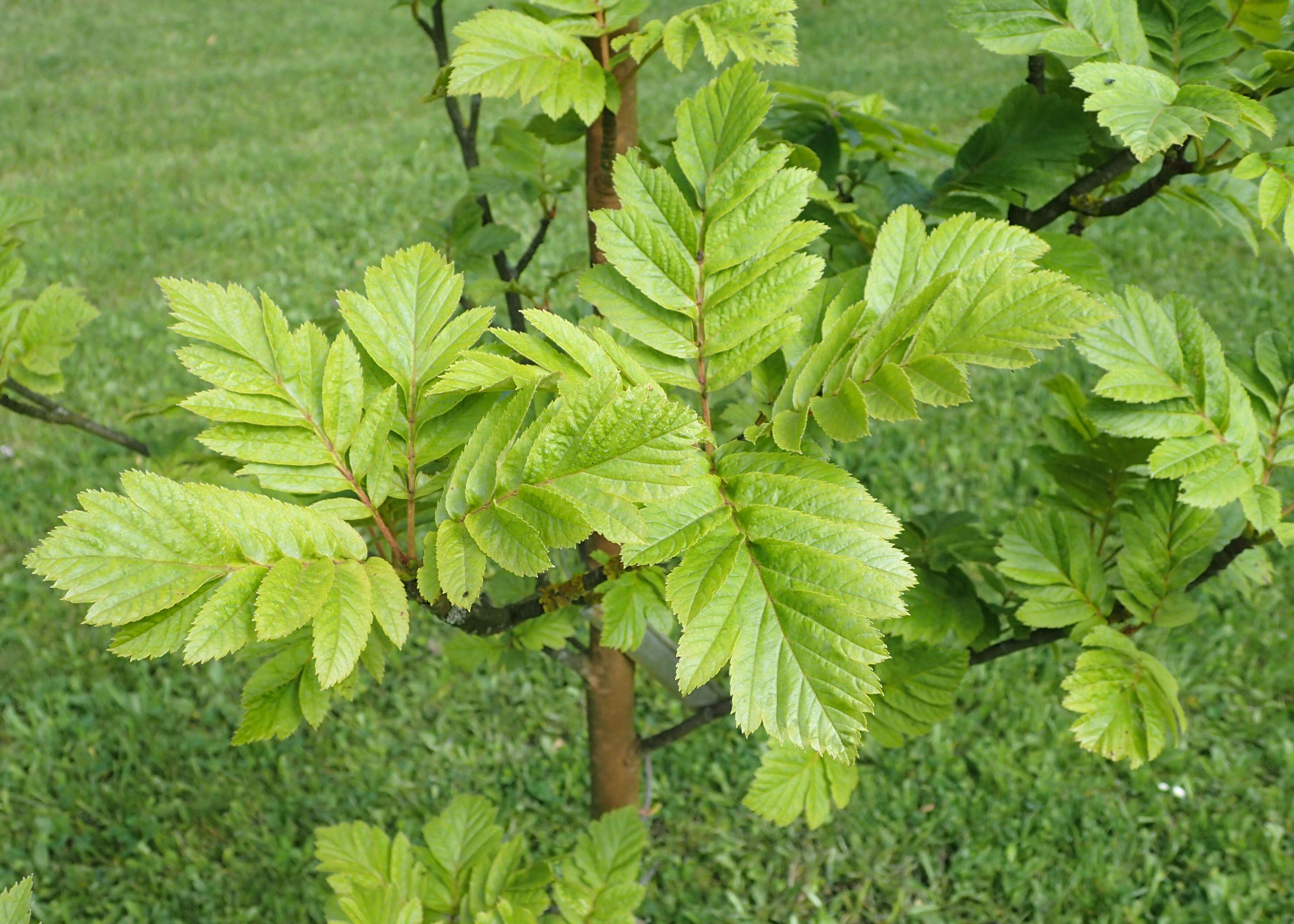 Image of Japanese Rowan