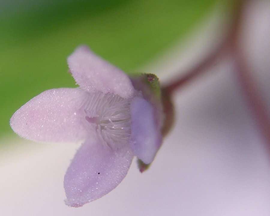 Image of Flat-Top Mille-Graines