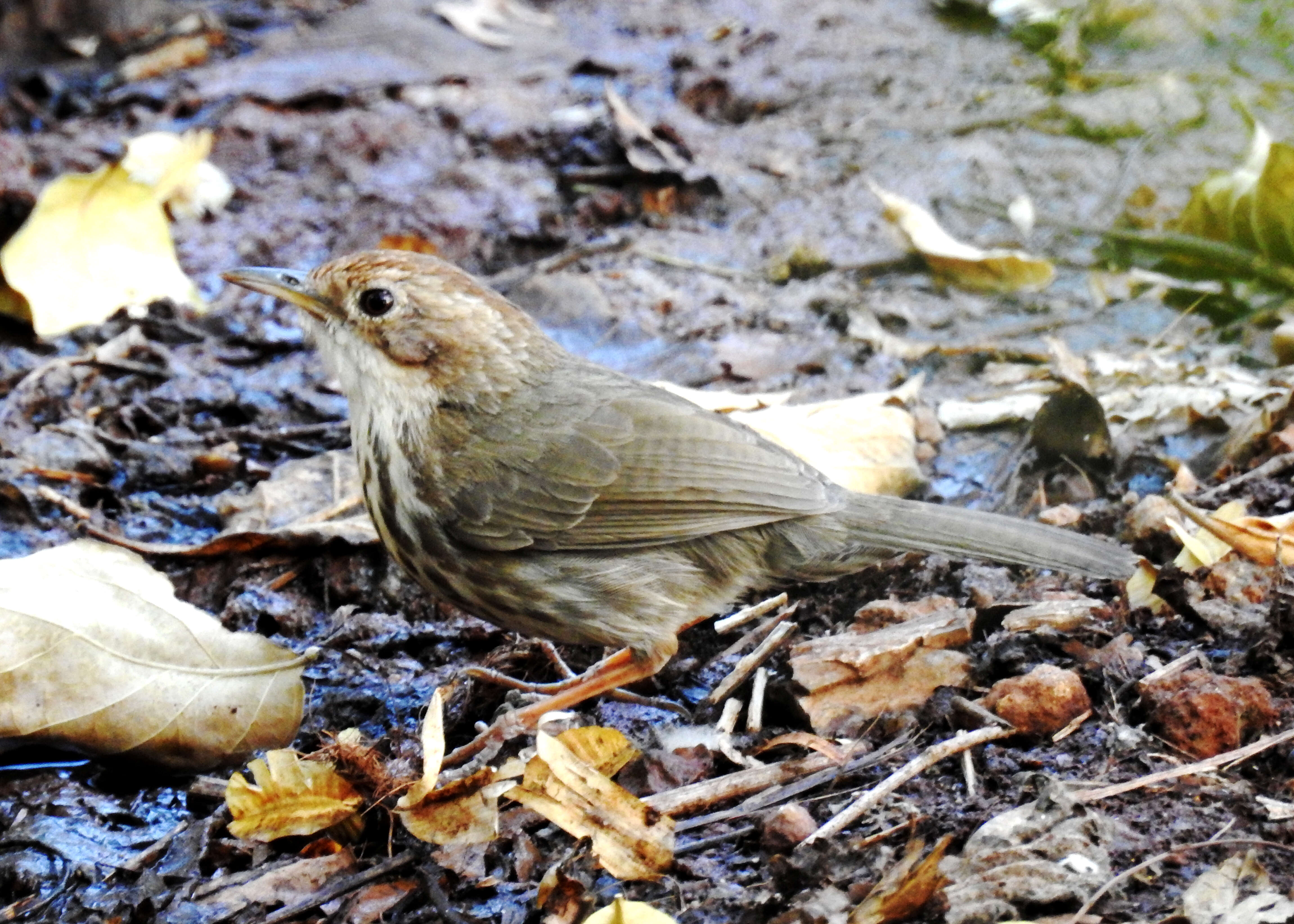 Image of Puff-throated Babbler