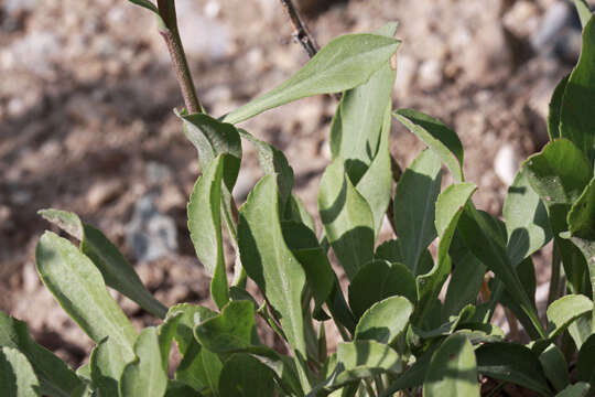 Image of baby goldenrod