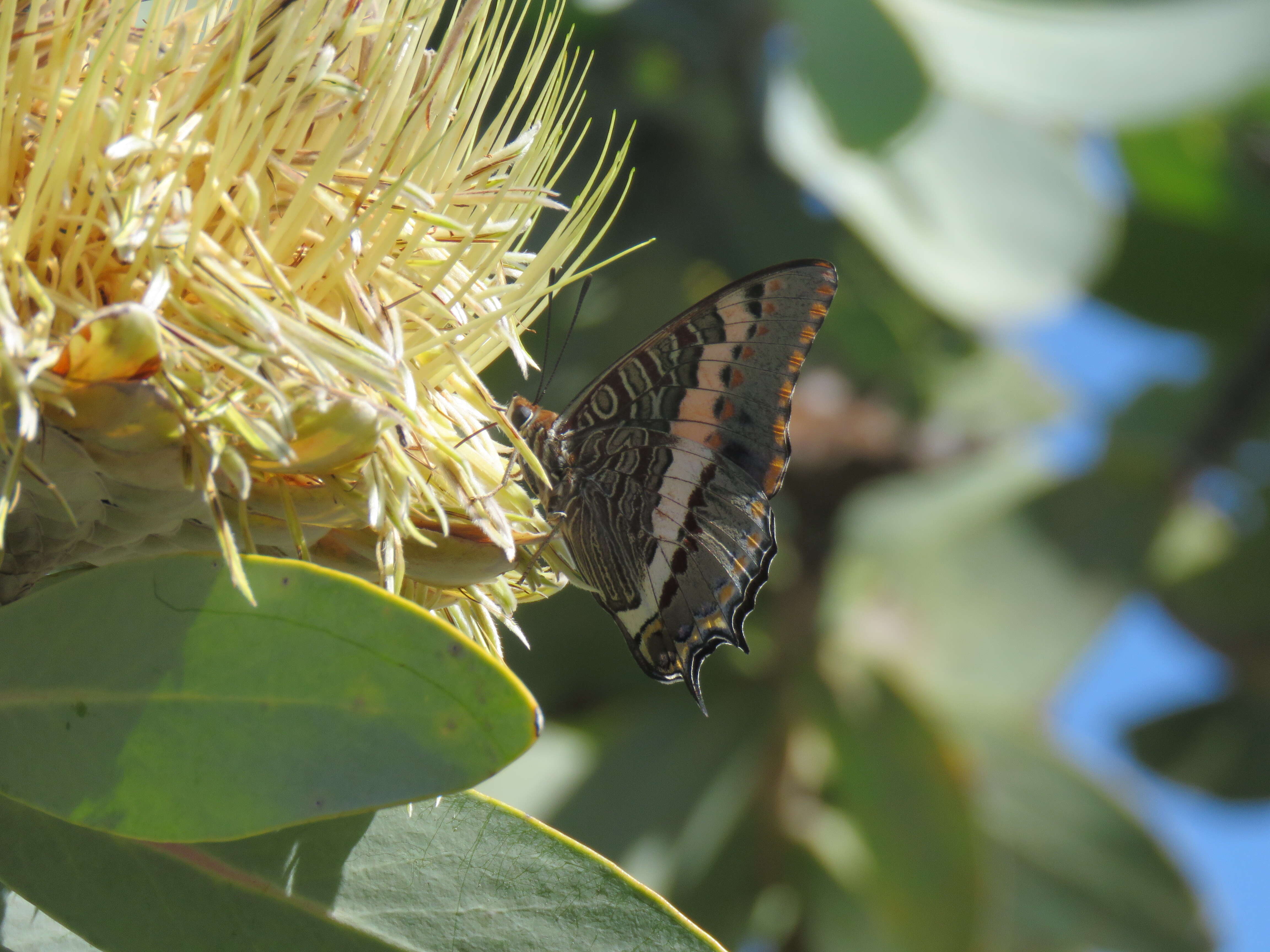 صورة Charaxes pelias