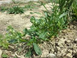 Image of rampion mignonette