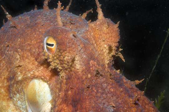 Image of Octopus pallidus Hoyle 1885