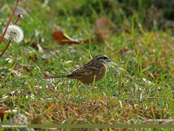 Image of European Rock Bunting